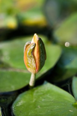 Lotus bud