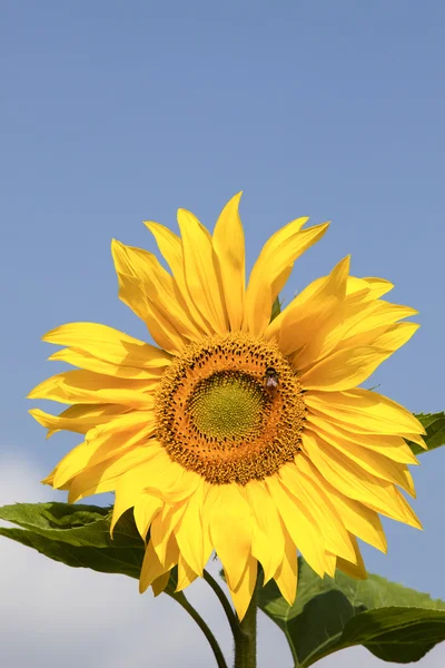 stock image Sunflower