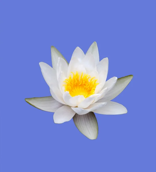 Beyaz lotus — Stok fotoğraf