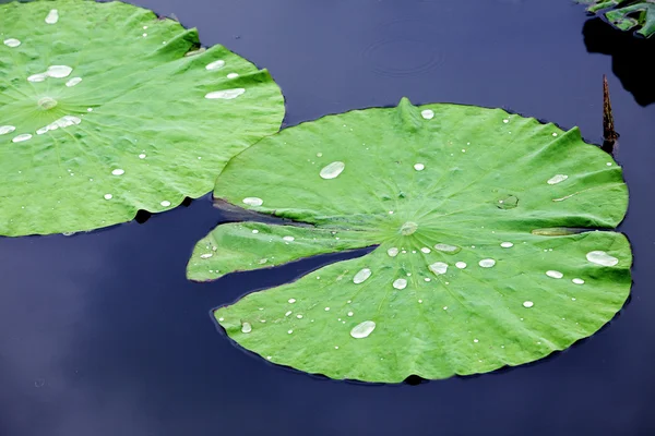 lotus yaprağına su damlaları