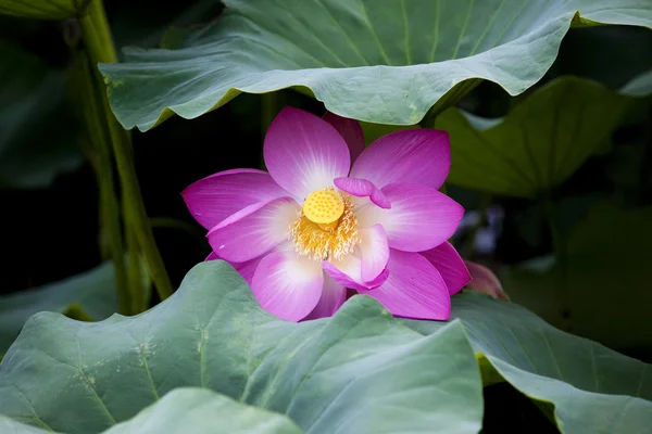 Pembe lotus — Stok fotoğraf