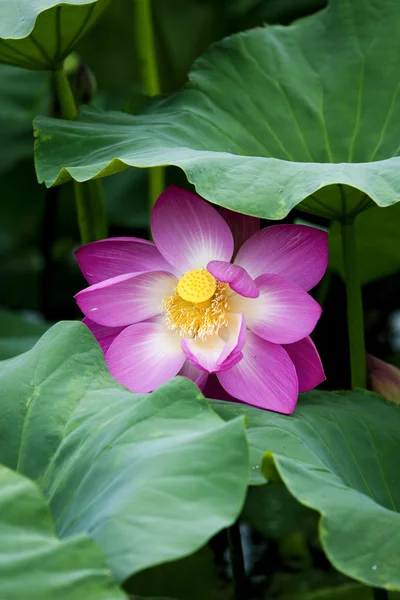 Růžový lotos — Stock fotografie