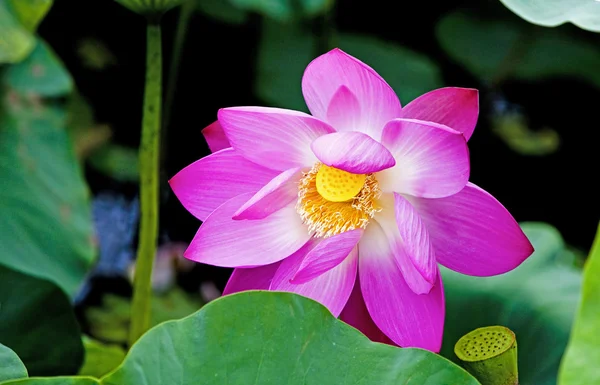 Semillas de loto y loto rosa —  Fotos de Stock
