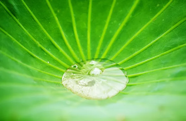 Water on the lotus leaf — Stock Photo, Image