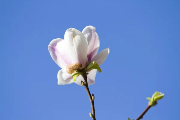 Stock image Magnolia