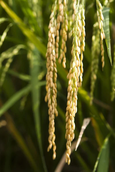 stock image Ear of wheat or wheat head