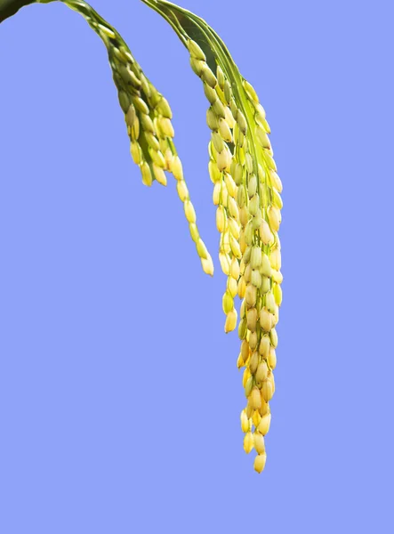 Ухо пшеницы или пшеничной головы — стоковое фото
