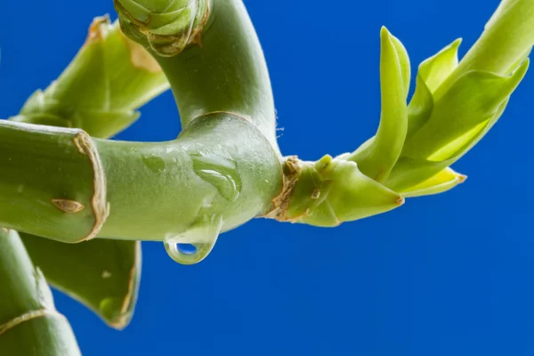 stock image Lucky bamboo