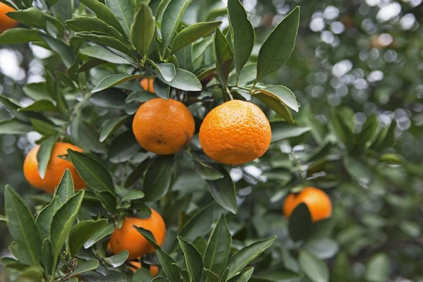 The citrus harvest — Stock Photo, Image