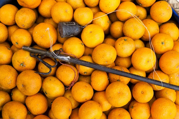 The citrus harvest — Stock Photo, Image
