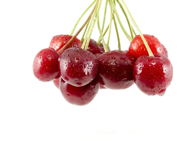 Stock image Cluster of berries of sweet cherry