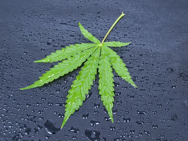 stock image Hemp leaf