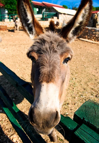 Stock image Donkey outdoors