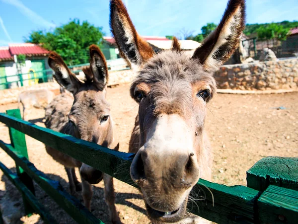 stock image Donkey outdoors