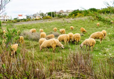 Herd of sheep eating grass at meadow clipart