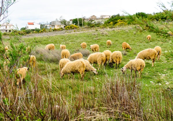 Troupeau de moutons mangeant de l'herbe au pré — Photo