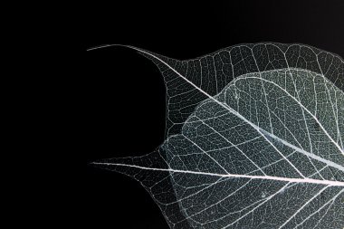 Dry leaf detail texture clipart