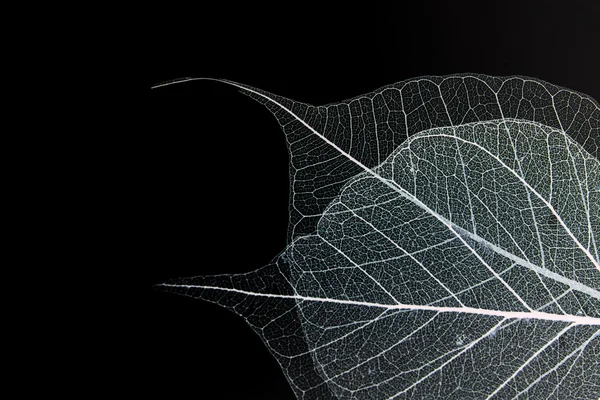 乾燥した葉にディテール テクスチャ — ストック写真