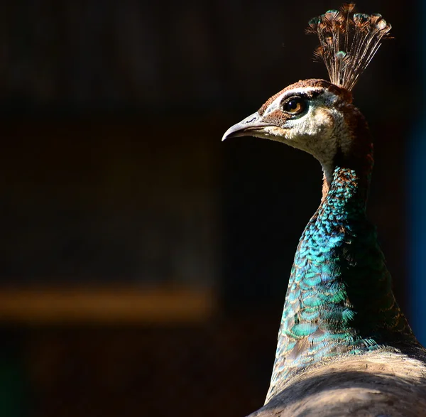 Güzel renkli tüylerle peacock — Stok fotoğraf
