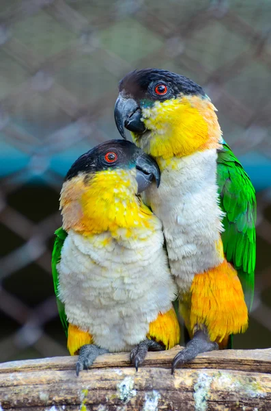 Dois papagaios apaixonados — Fotografia de Stock