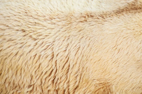 Павич з красивою різнокольорові пір'я — стокове фото