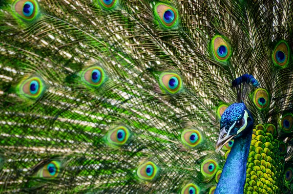 Påfågel med vackra mångfärgade fjädrar — Stockfoto