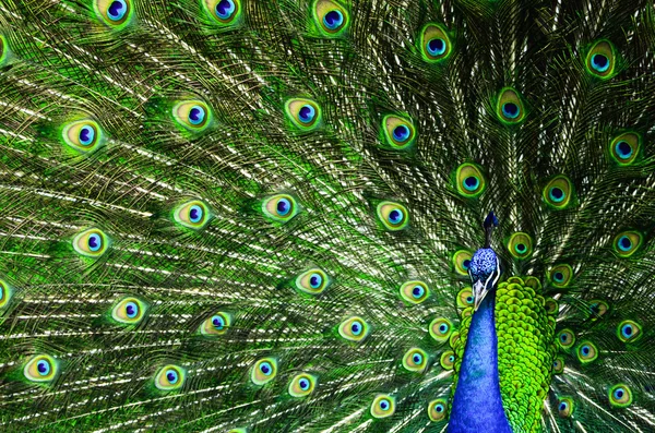 Павлин с красивыми разноцветными перьями — стоковое фото