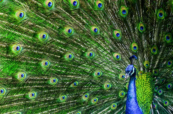 Påfågel med vackra mångfärgade fjädrar — Stockfoto