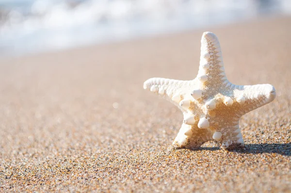 Bílé hvězdice na slunné pláži tropického — Stock fotografie