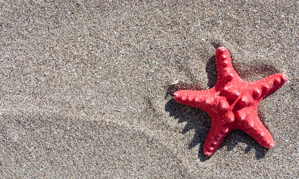 Rode zee ster op zand achtergrond — Stockfoto