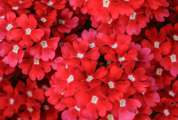 Groep van rode bloemen achtergrond — Stockfoto