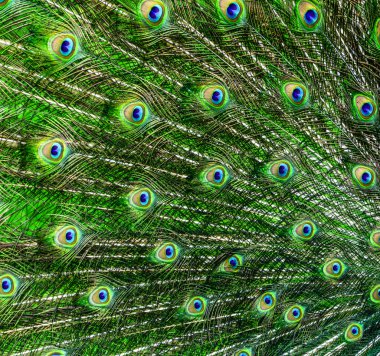 Peacock feather background clipart