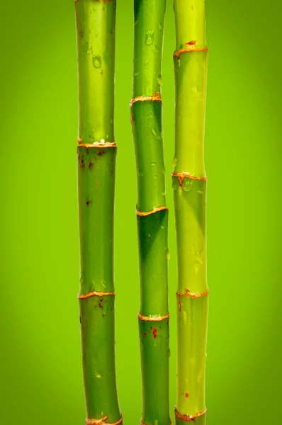 Bamboo against green bokeh background — Stock Photo, Image