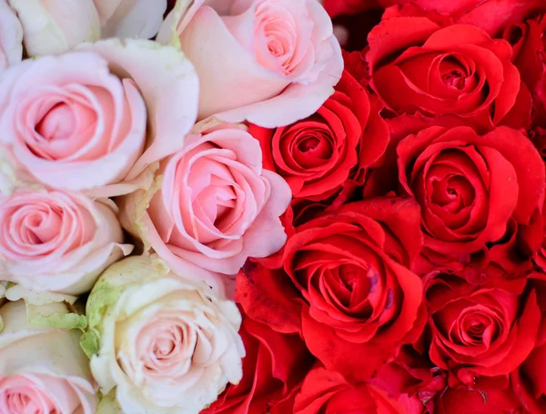 Witte en rode rozen achtergrond — Stockfoto
