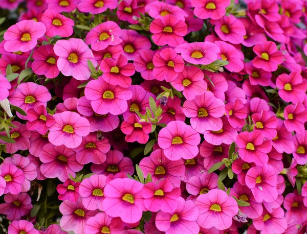 Groep van mooie roze bloemen — Stockfoto