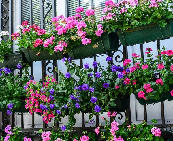 Flores de verão em janela de casa — Fotografia de Stock