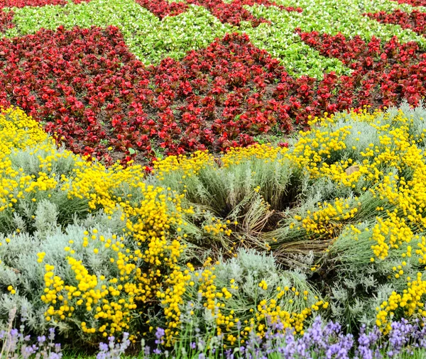 Virágzó színes virágok, a nyári városi park — Stock Fotó