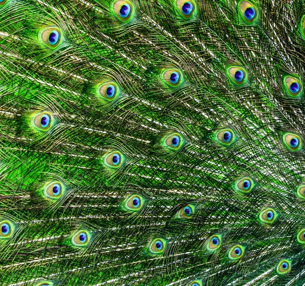 Фон из павлиньих перьев — стоковое фото