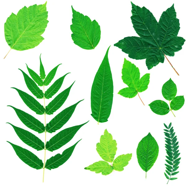 Set von grünen Blättern isoliert auf weiß — Stockfoto