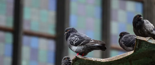 Çatıda güvercin — Stok fotoğraf