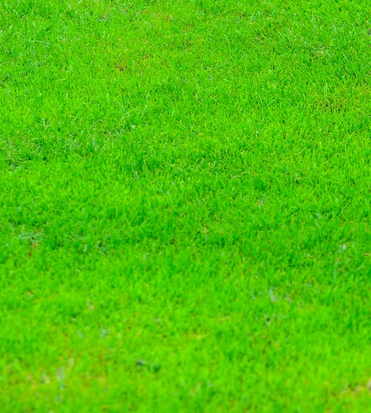 Frisches grünes Gras Hintergrund — Stockfoto