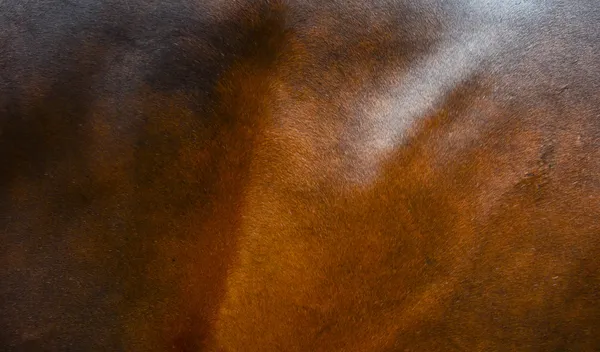 Konne tło futra — Zdjęcie stockowe