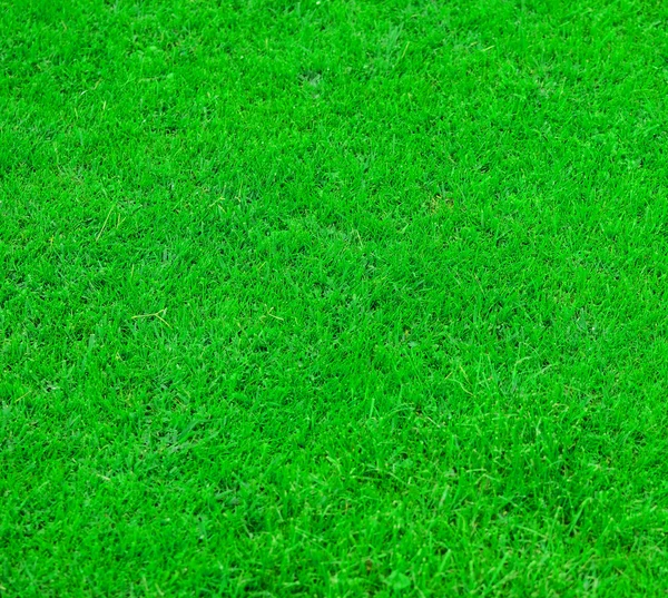 Friss, zöld fű textúra — Stock Fotó