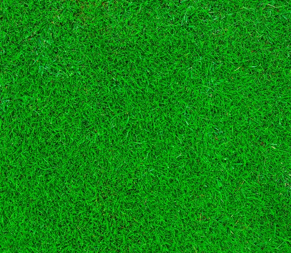 Green grass bacdrop — Stock Photo, Image