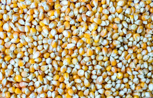 Corn texture — Stock Photo, Image