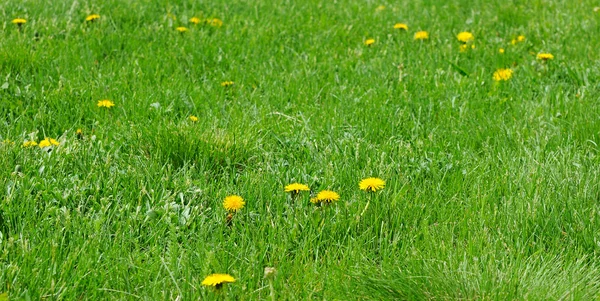 Весенний одуванчик в зеленой траве — стоковое фото