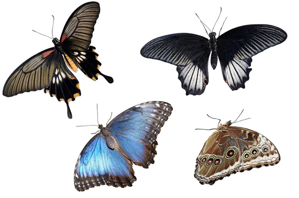 stock image Collection of colorful butterflies isolated on white