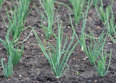 soğan plantation yakın çekim