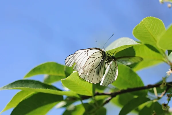 花に蝶が2羽 — ストック写真
