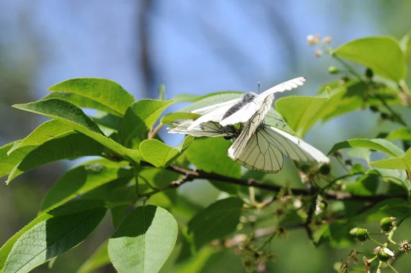 White butterfly mnemosina — Stock Photo, Image